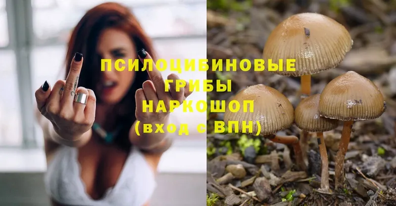 продажа наркотиков  Когалым  Псилоцибиновые грибы Psilocybe 